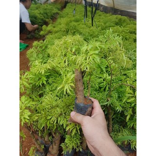Combo 5 Cây Đinh lăng giống