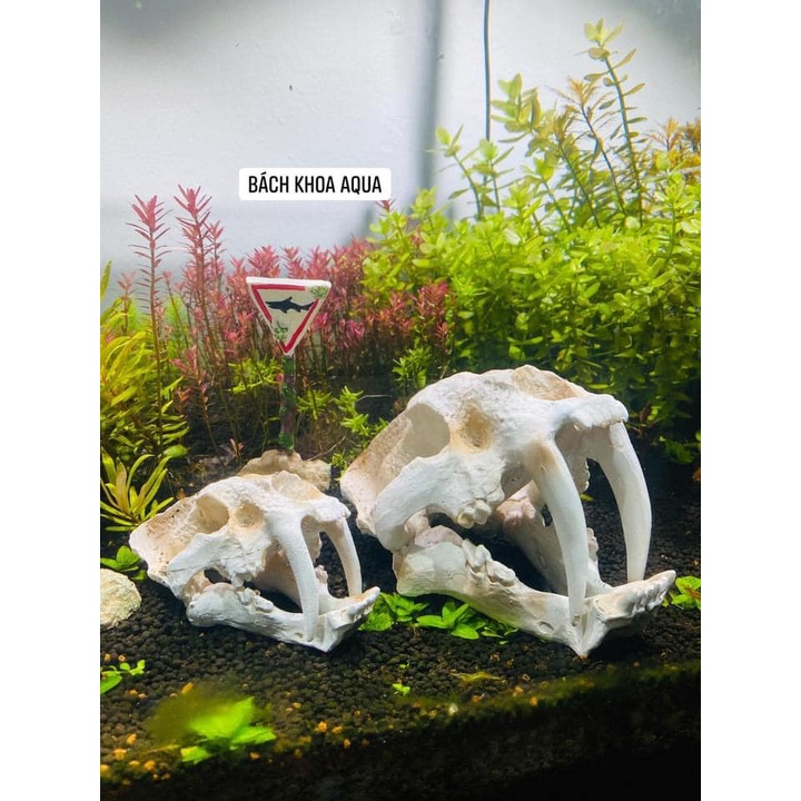 Tượng đầu Hổ 2 nanh đủ size trang trí bể cá