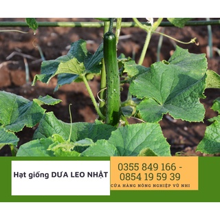 Hạt giống dưa leo nhật 5g - hatgiong24h