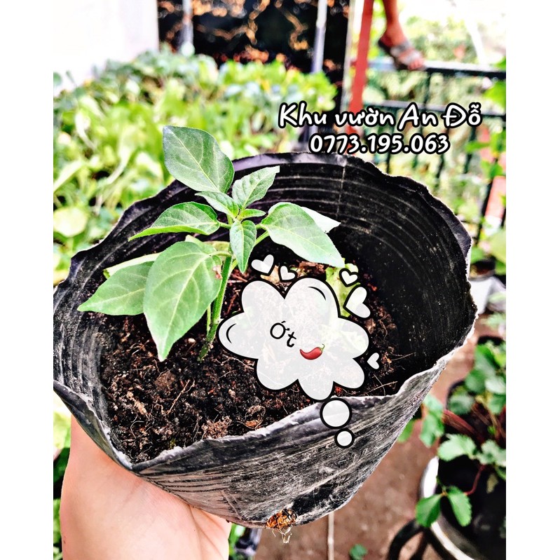 Ớt xiêm/ chỉ thiên