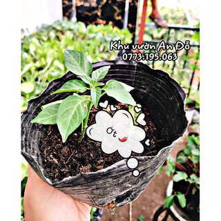 Ớt xiêm/ chỉ thiên