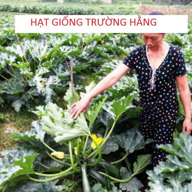 Hạt Giống Bí Ngòi Xanh F1 - 10 hạt