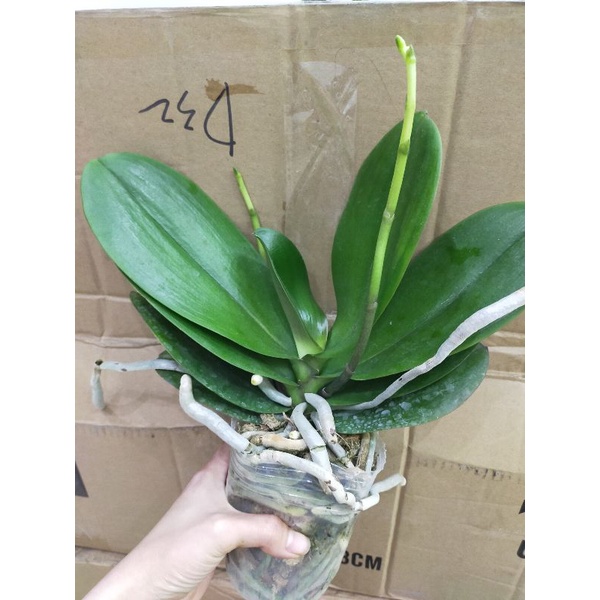 Combo 3 cây hồ điệp đại 2 ngồng hoa tết