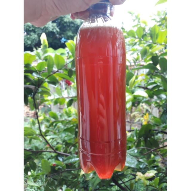 Mật ong hoa cà phê Tây Nguyên