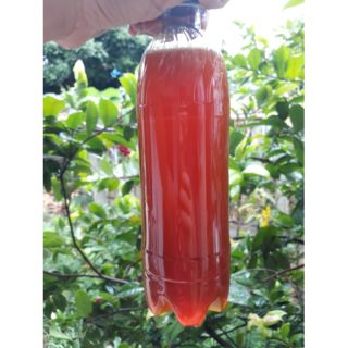 Mật ong hoa cà phê Tây Nguyên
