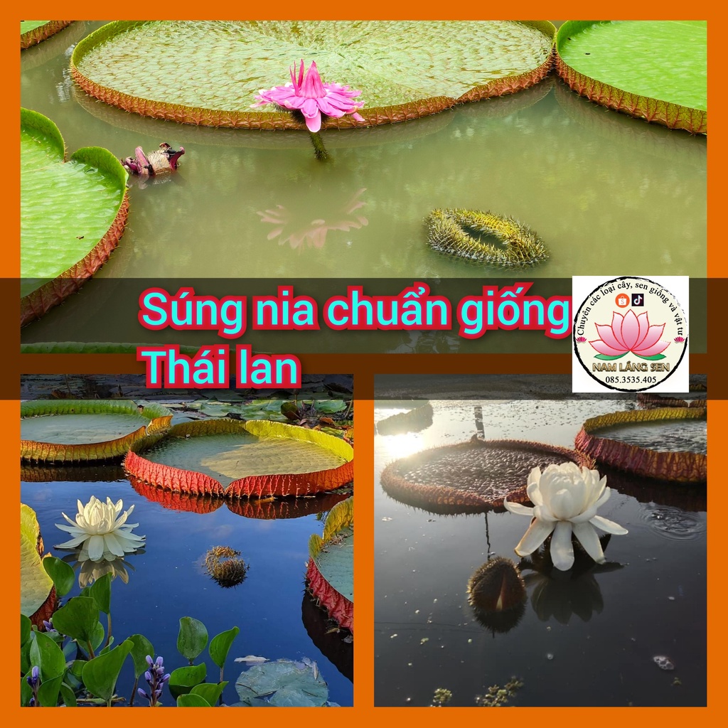 Cây giống sen vua , súng nia, sen victoria chuẩn giống thái lan.