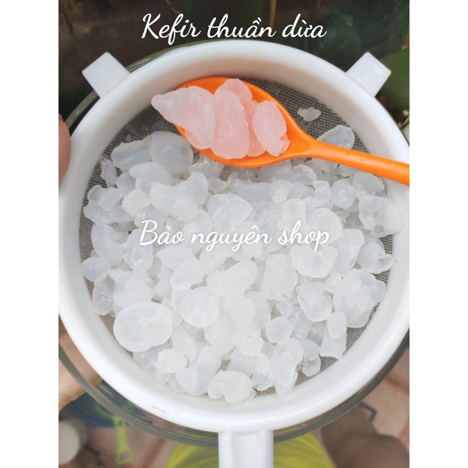 water kefir thuần dừa (nấm nước kefir) làm nước ngọt, sữa chua dừa-BẢO HÀNH NẤM
