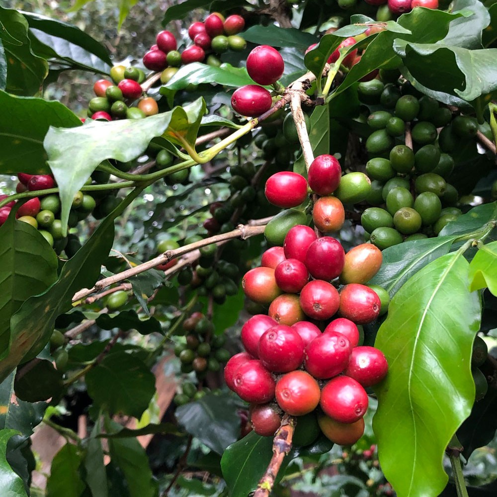 Cà Phê Đặc Sản Arabica Mountain 250gram - Bean In Love | BigBuy360 - bigbuy360.vn