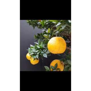 cam nhật lá nhỏ đang trái
