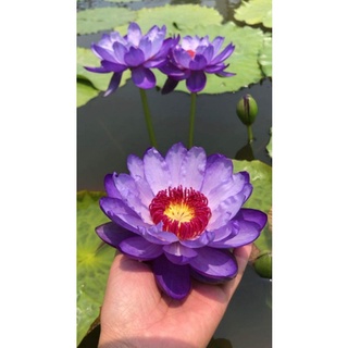 Cây hoa súng betty lou