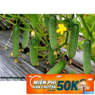 1g Hạt giống Dưa leo (tặng gói kích nẩy mầm và hướng dẫn) LuckyseadTG
