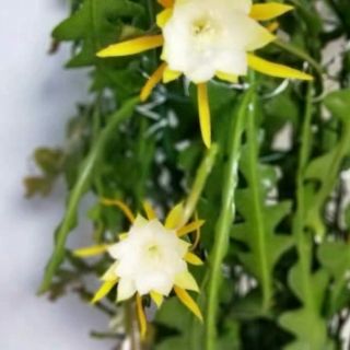 Nhật Quỳnh Xương Cá (Quỳnh Mexico)