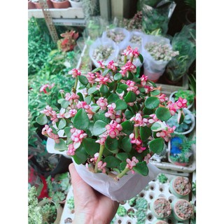 Đô la hồng lá xanh