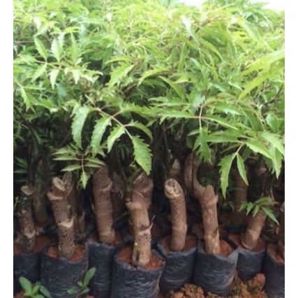 CÂY ĐINH LĂNG GIỐNG