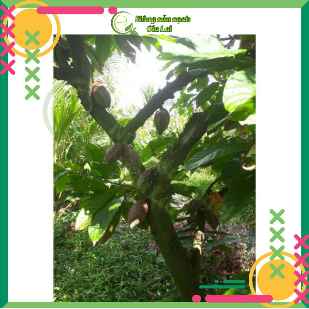 Bột cacao nguyên chất chuẩn 100% uy tín chất lượng, hàng sạch, đảm bảo cho sức khỏe người tiêu dùng | BigBuy360 - bigbuy360.vn
