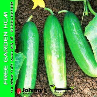 COMBO 25 HẠT DƯA LEO (DƯA CHUỘT) DIVA - Johnny’s Seed – Mỹ
