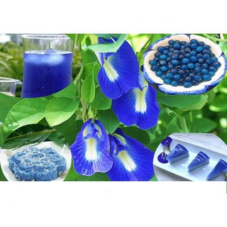Hạt giống hoa đậu biếc gói 2gr