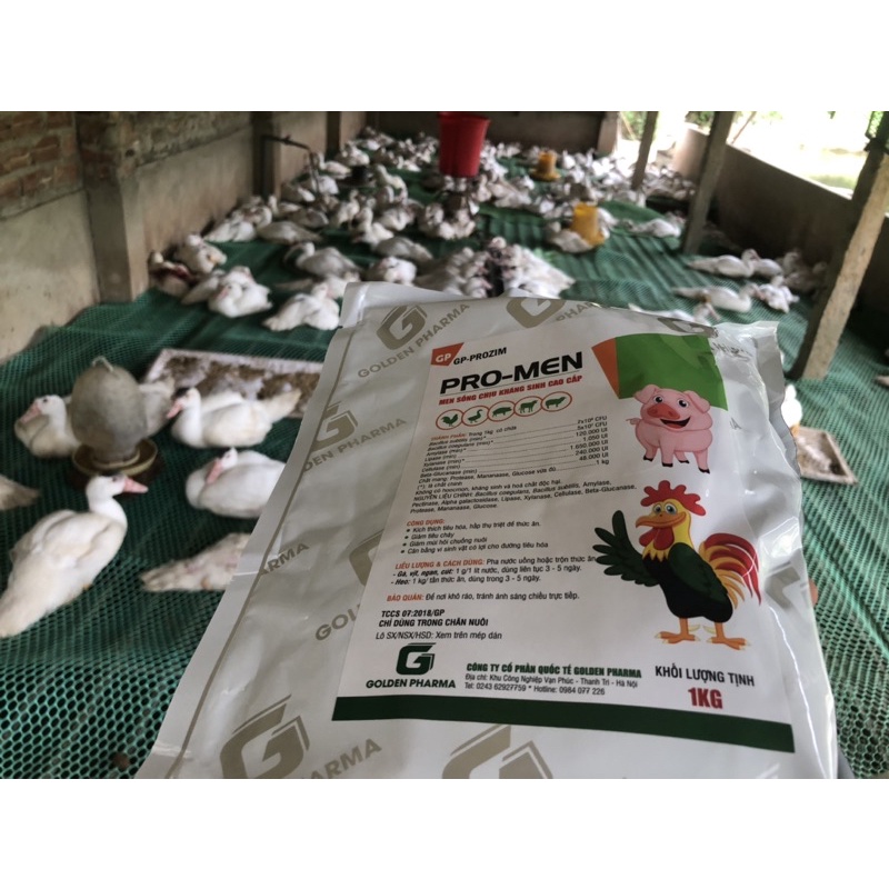 Men sống cao cấp cho vật nuôi  men sống chịu kháng sinh.