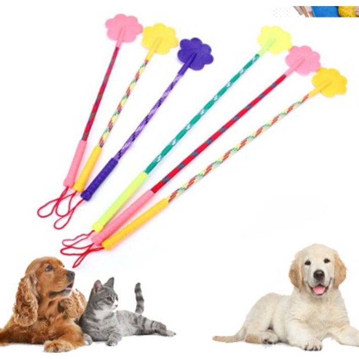 QUE TÉT ĐÍT/ huấn luyện chó mèo