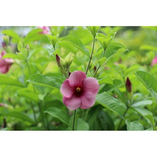 Chậu hoa quỳnh anh tím
