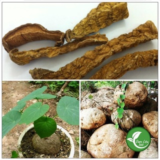 500g củ bình vôi khô