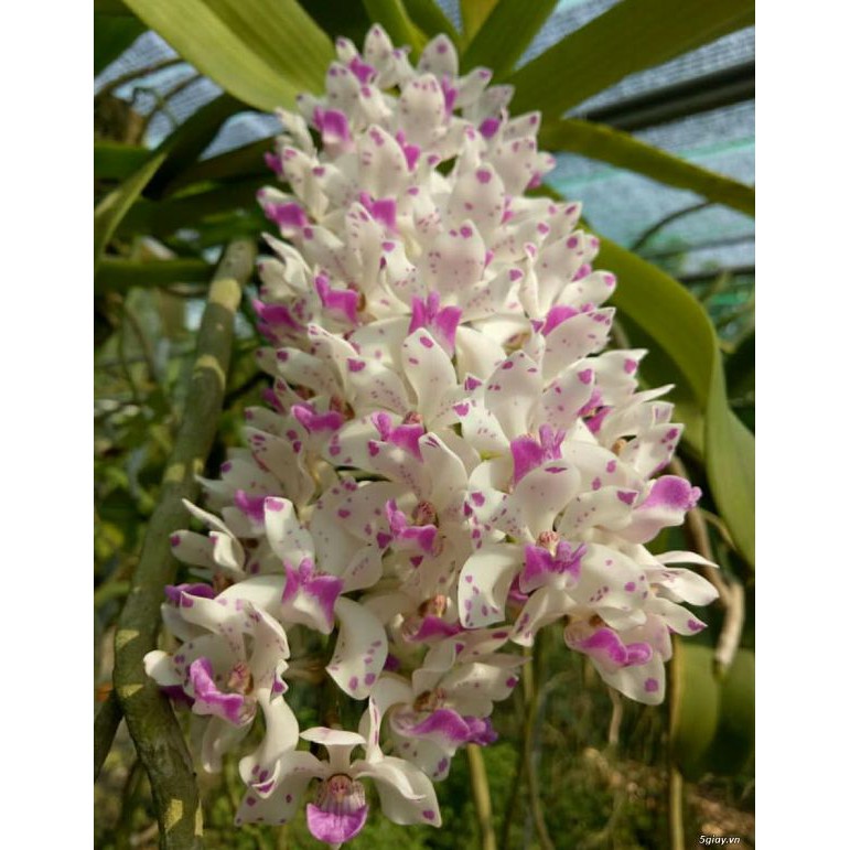 Hoa phong lan đai châu rừng