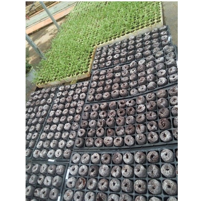 10 Viên Nén Sơ Dừa Ươm Hạt Giống