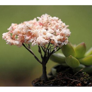 Cây trang trí tiểu cảnh