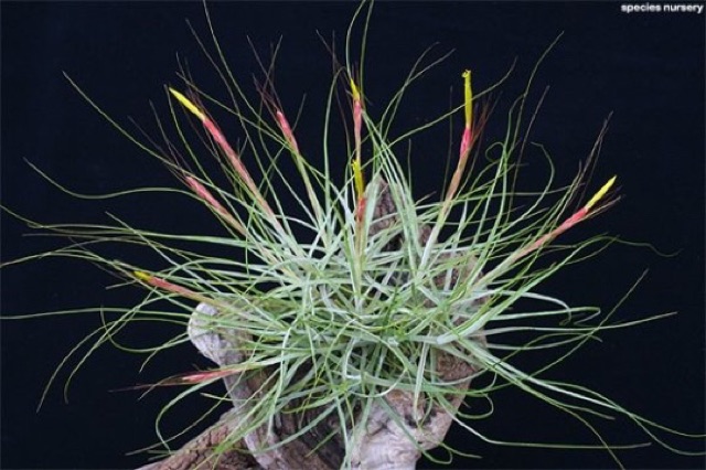 Cây không khí Tillandsia Schiedeana ‘Minor’