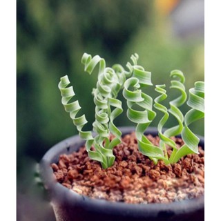 5 Hạt giống Cỏ xoắn ốc
