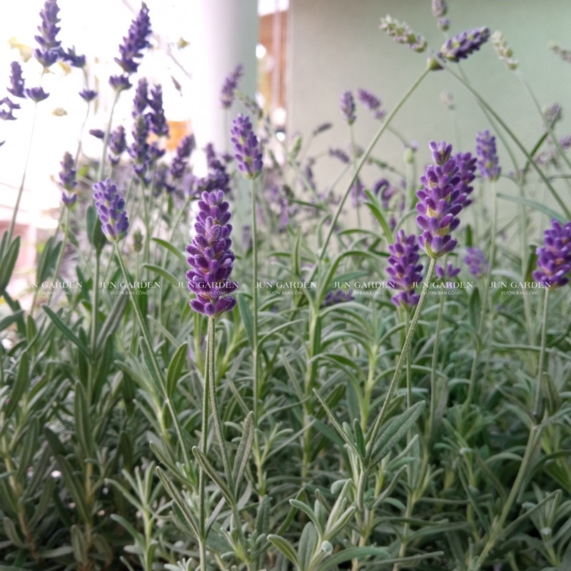 Lavender costa - cây hoa oải hương tím và hướng dẫn cách chăm tại Jun Garden