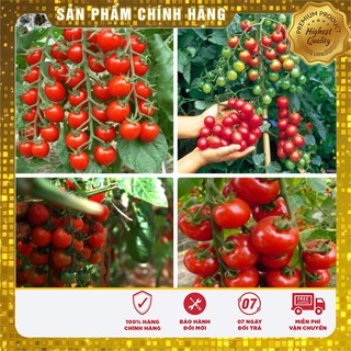 Bộ gói hạt giống Cà chua bi cao cây quả tròn đỏ