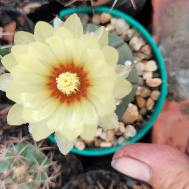 Xương rồng aster