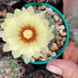 Xương rồng aster