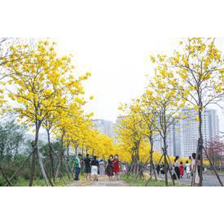 300 Hạt giống hoa phong linh