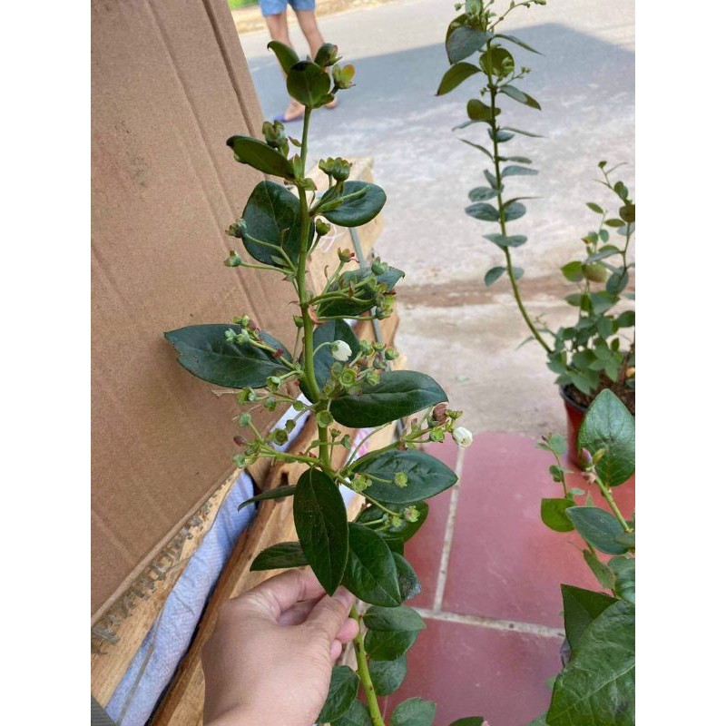 Việt quất tứ quý cây đang trái