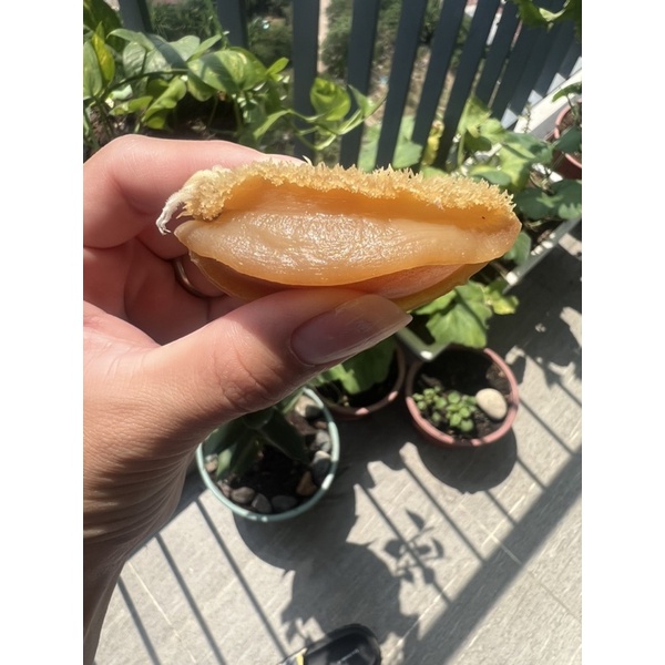 Bào Ngư size khủng