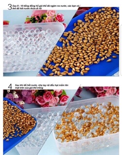 HẠT GIỐNG TRỒNG CỎ MÈO CHISCAT