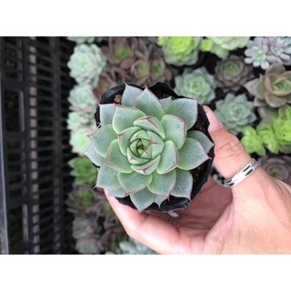 Sen đá size bầu