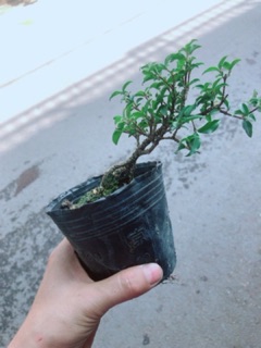 Cây Hồng Ngọc Mai