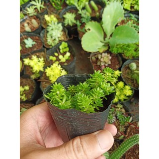 Sen đá sedum xanh