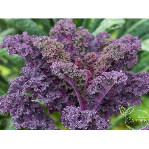 Hạt giống Cải lá Xoăn tím Kale (30 hạt)
