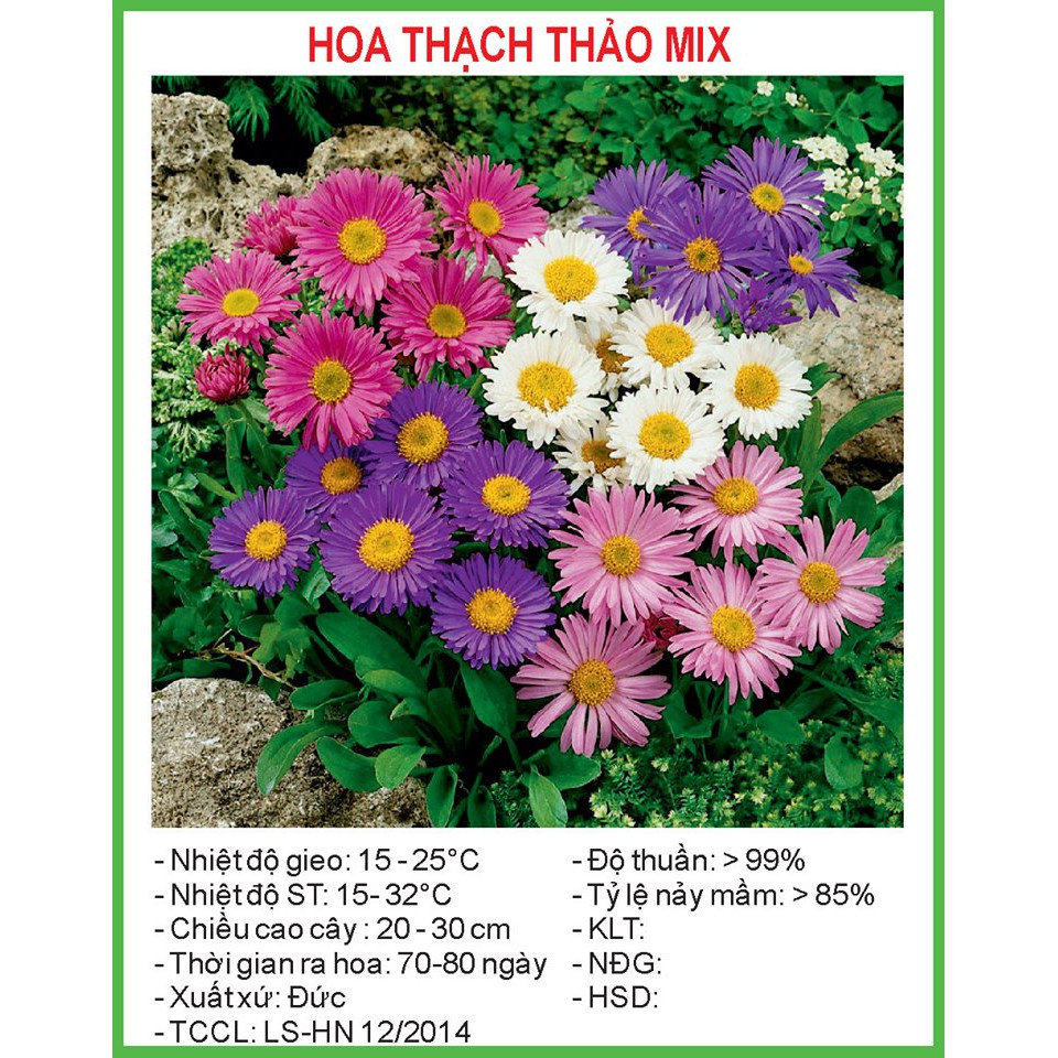 Hạt Giống Hoa thạch thảo Mix 50 Hạt/ Gói