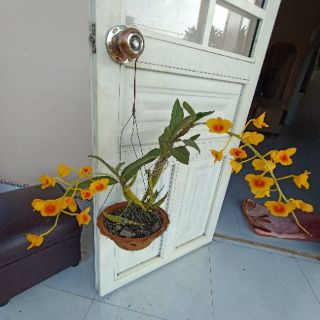 Hoa Lan rừng nhiều loại