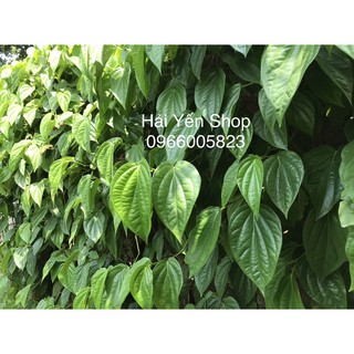 100g Lá Trầu Tươi đặt hàng mới hái