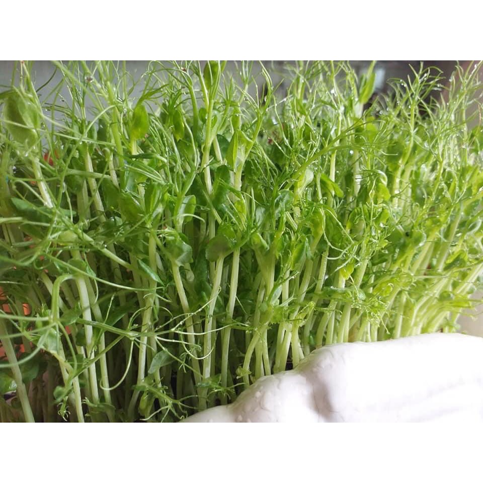Hạt rau mầm đậu Hà Lan 0.5kg