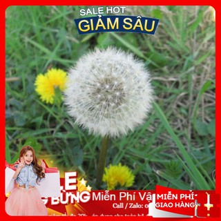 Hạt giống hoa bồ công anh - 50 hạt / gói