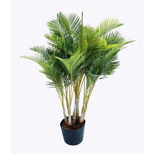 Cây cau lụa vàng