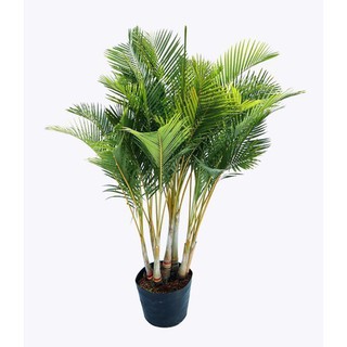 Cây cau lụa vàng