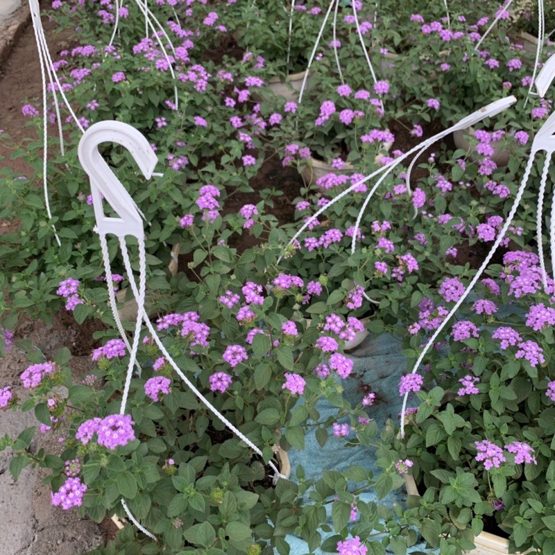 Chậu hoa ngũ sắc tím rủ bán kính 35-40cm, cây hoa nở quanh năm cực xum xuê, chậu hoa treo ban công, trang trí tường rào